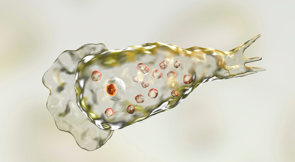 ΗΠΑ: Ανήλικος πέθανε από λοίμωξη που προκαλείται από σπάνια αμοιβάδα που «τρώει» τον εγκέφαλο