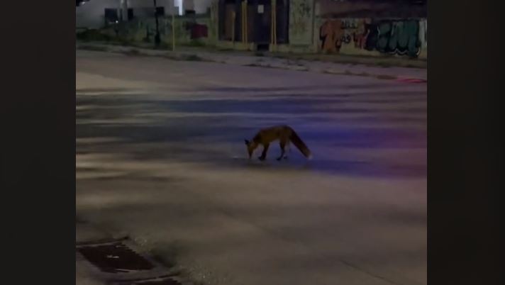 Αλεπού έκανε την εμφάνισή της στην Γλυφάδα – «Δεν είναι οι πρώτη φορά» λέει οι κάτοικοι – ΒΙΝΤΕΟ αναγνώστη