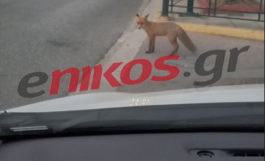 Αλεπού στο Αιγάλεω