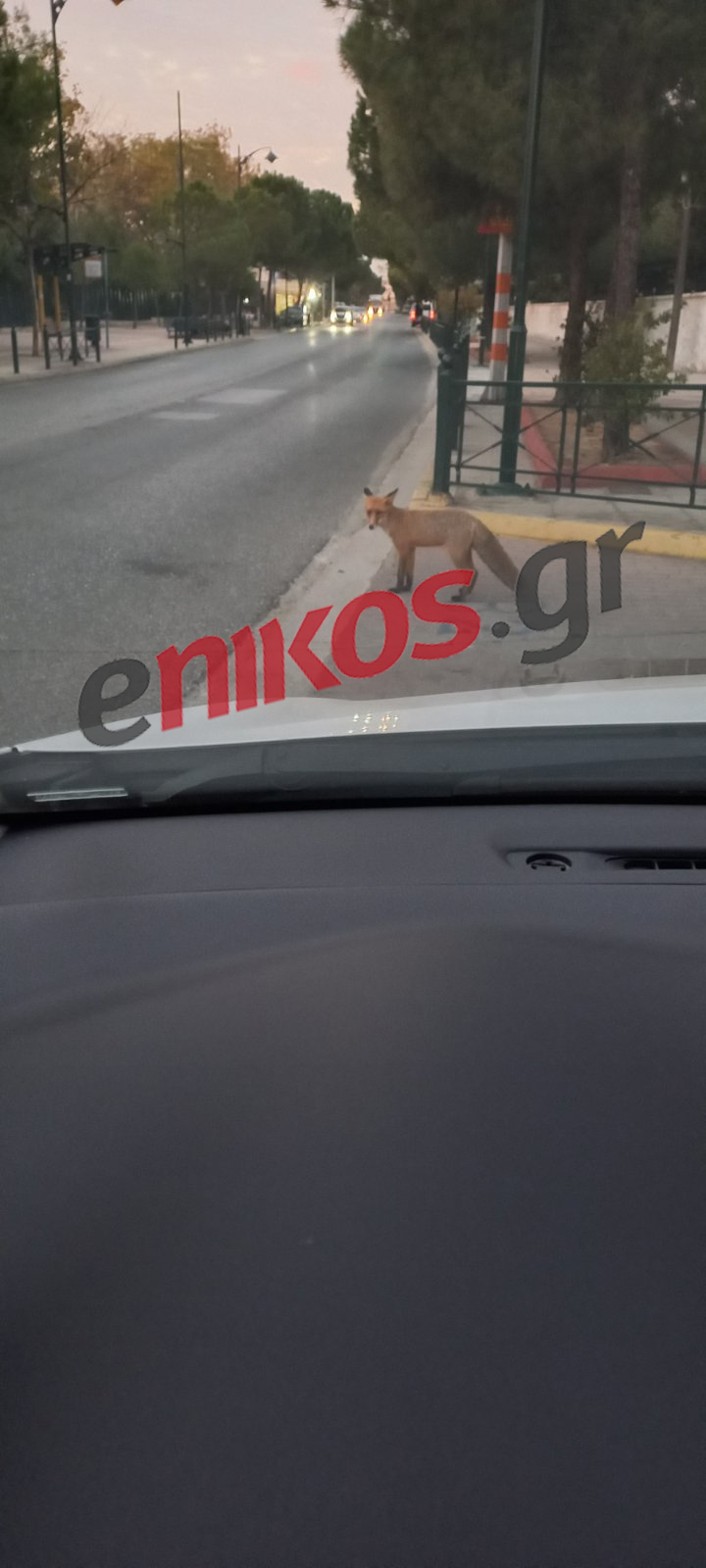 αλεπού στο Αιγάλεω