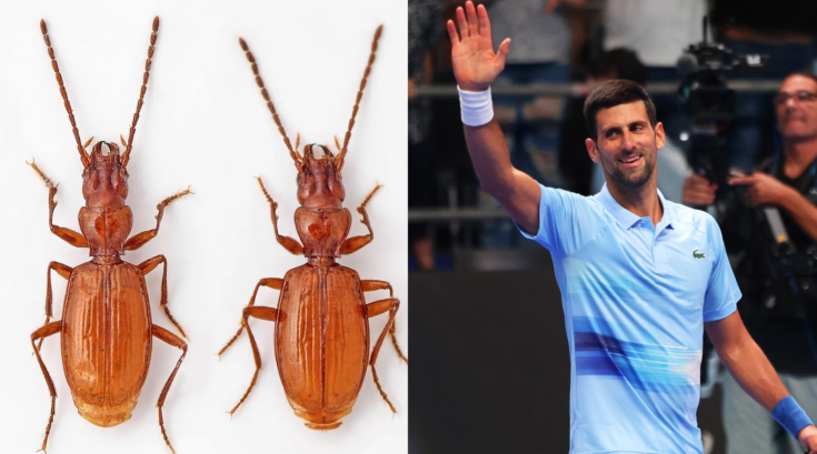 Νόβακ Τζόκοβιτς σκαθάρι