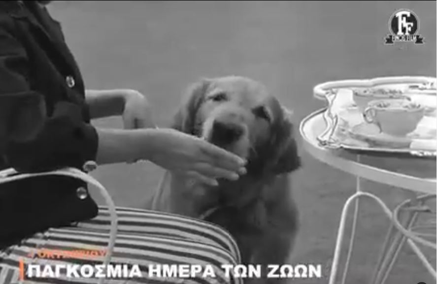 Το απολαυστικό βίντεο της Finos Film για την Ημέρα των Ζώων