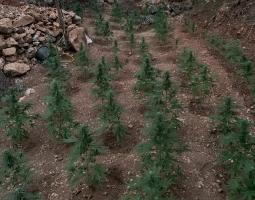 φυτεία δενδρύλλια κάνναβης