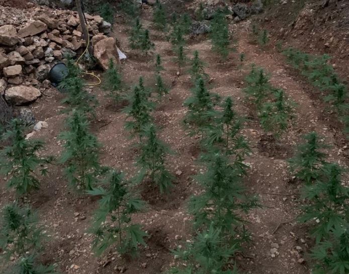 φυτεία δενδρύλλια κάνναβης