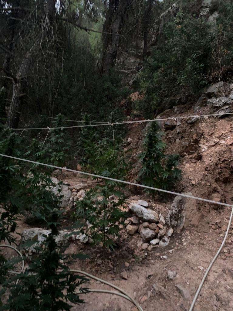 φυτεία κάνναβη