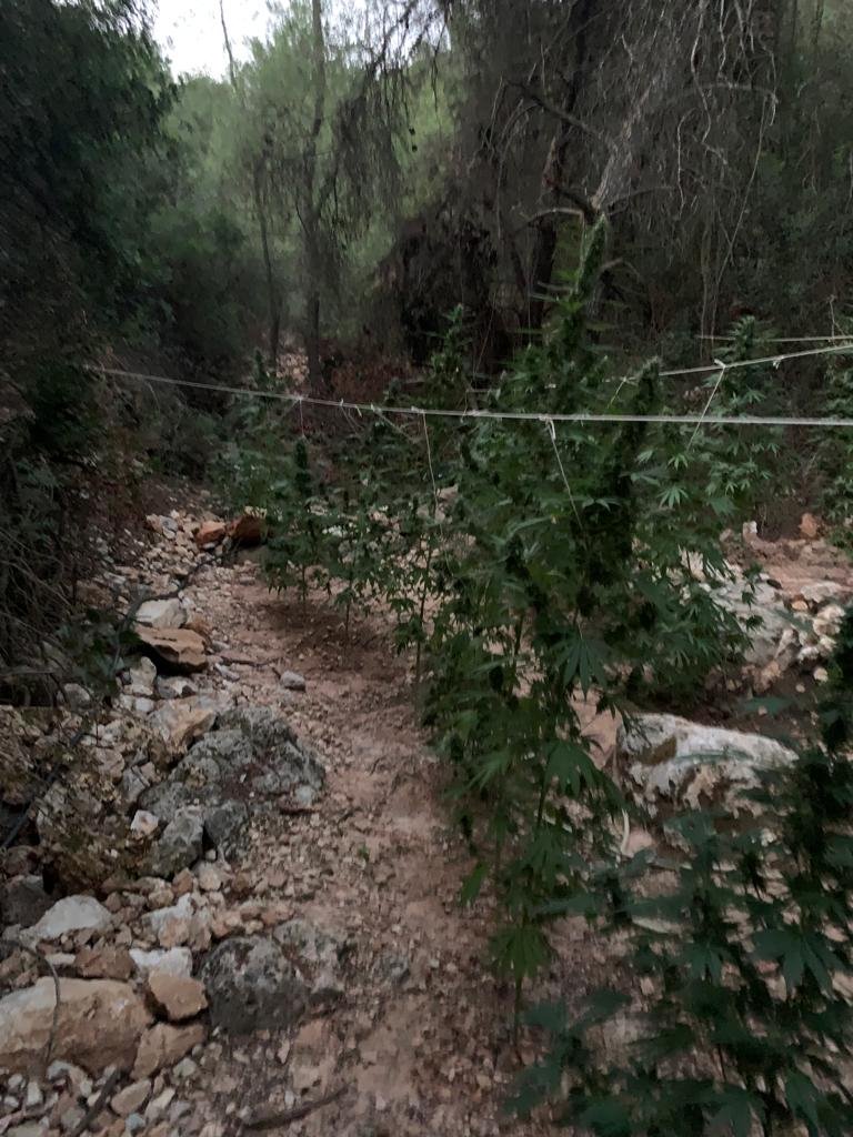 φυτεία κάνναβη