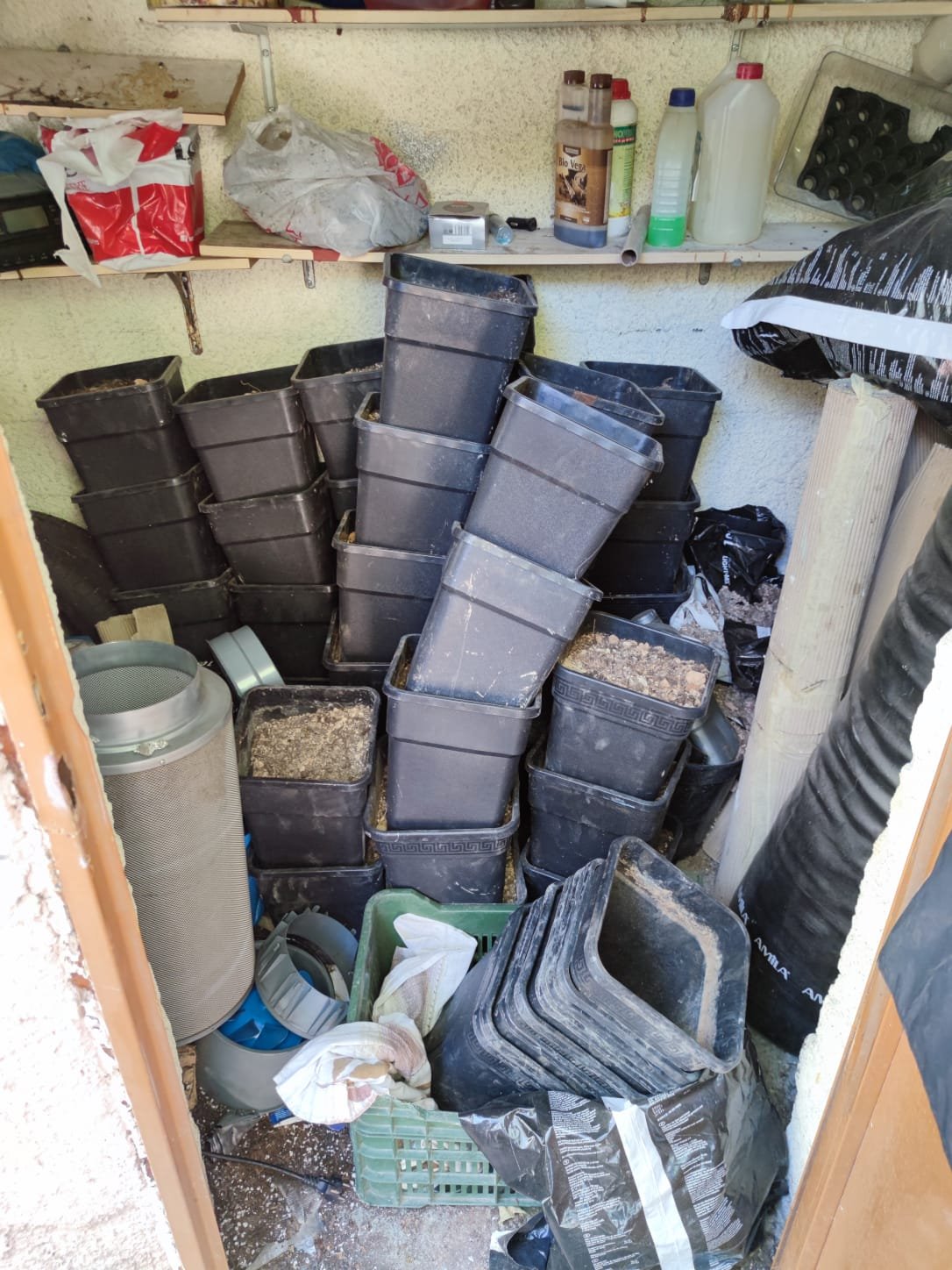 φυτεία κάνναβη