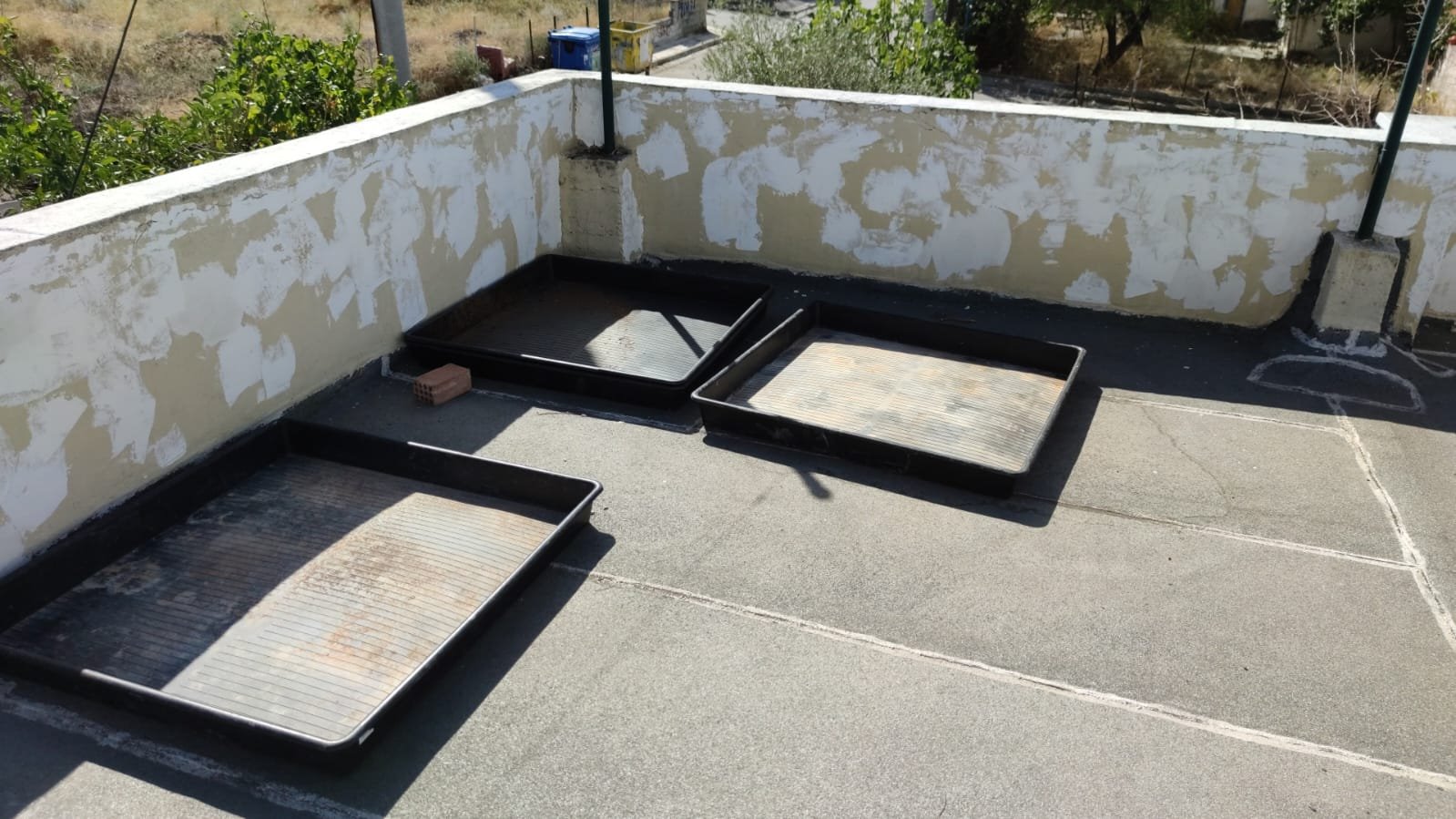 φυτεία κάνναβη