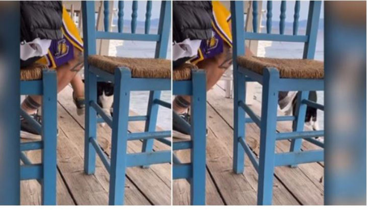 γατάκι στην Αιδηψό