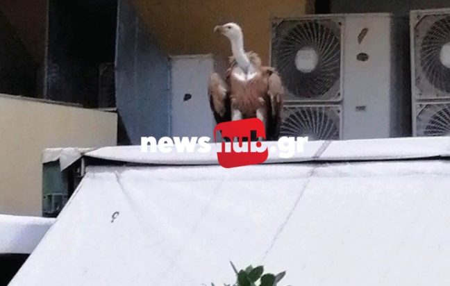 Γυπαετός Ηράκλειο Κρήτη