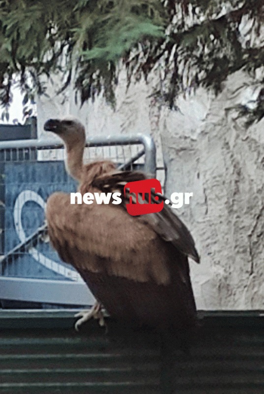 Γυπαετός Ηράκλειο Κρήτη