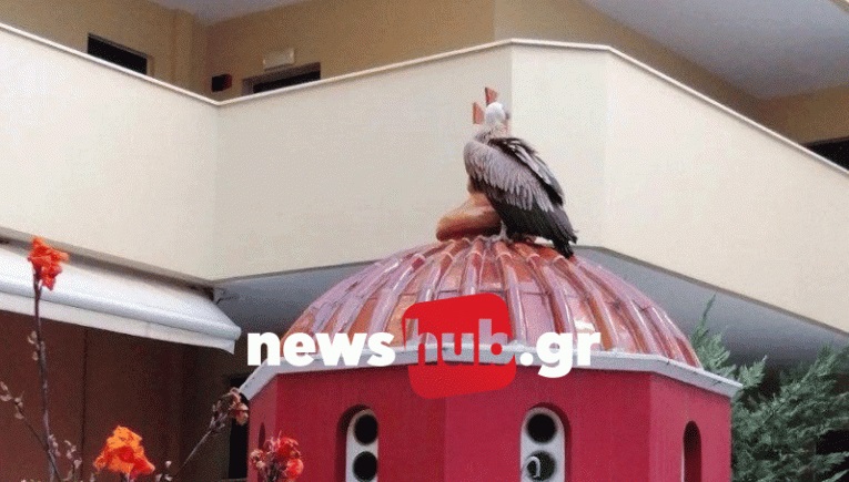 Γυπαετός Ηράκλειο Κρήτη