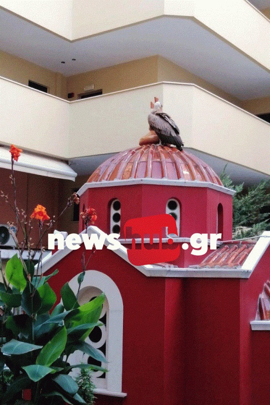 Γυπαετός Ηράκλειο Κρήτη