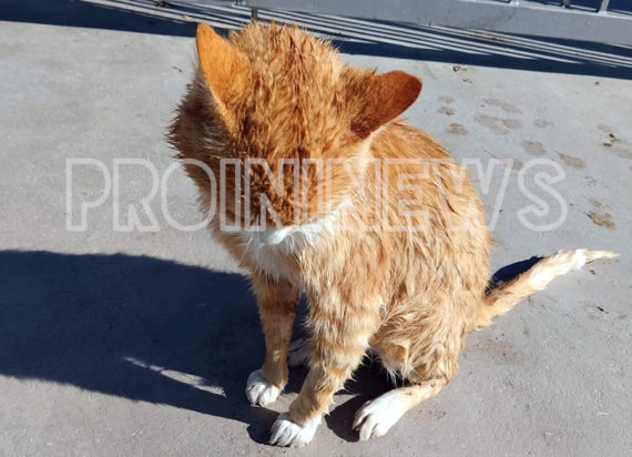 γάτα στην Καβάλα