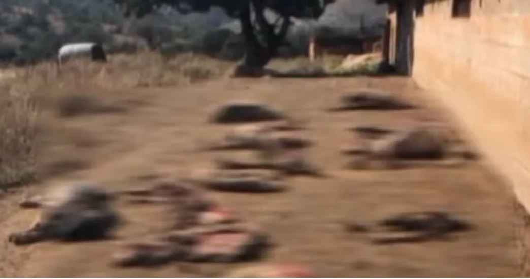 Κοζάνη- πρόβατα