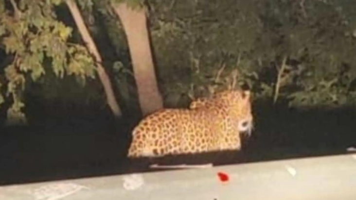 λεοπάρδαλη