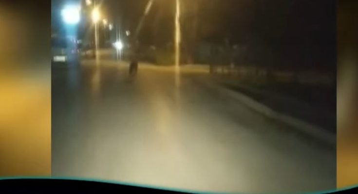 Λύκος στην Ημαθία