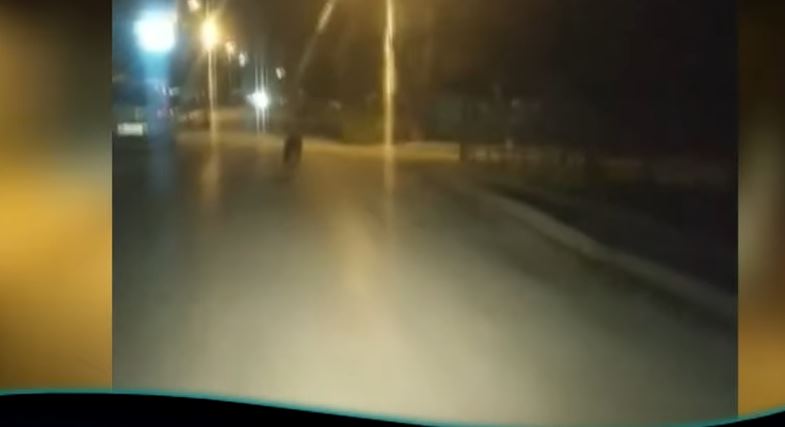 Λύκος στην Ημαθία