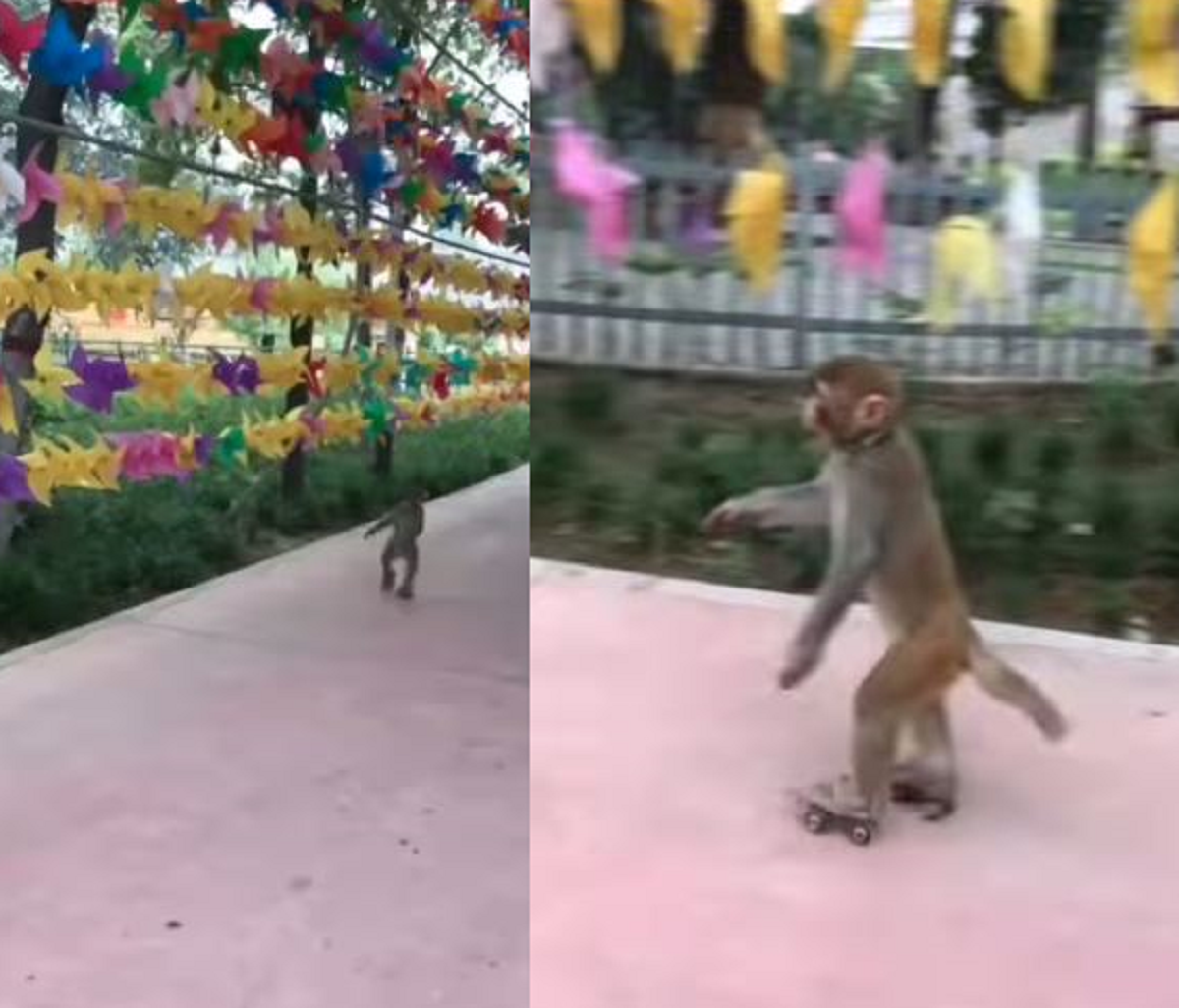 μαϊμού Ινδία