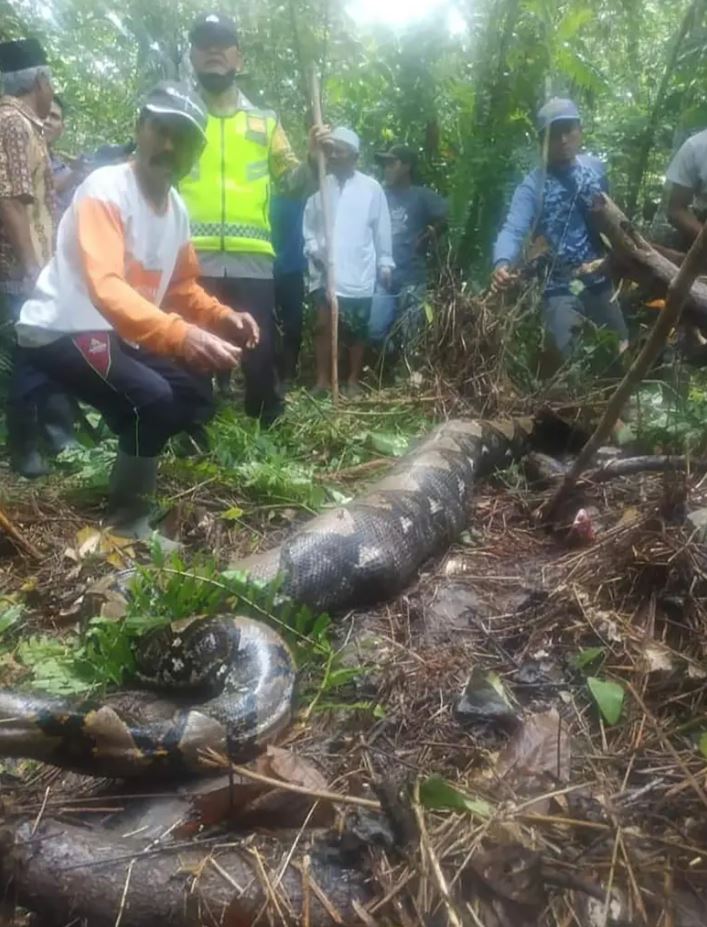 Πύθωνας Ινδονησία