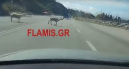 πρόβατα στην Εθνική Οδό
