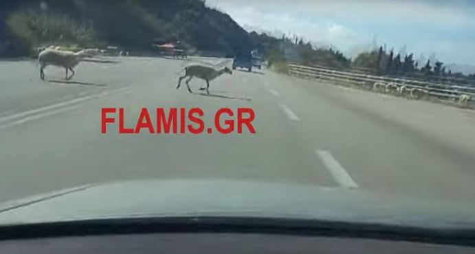 πρόβατα στην Εθνική Οδό