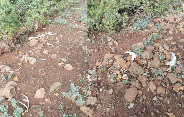 Καστοριά σκύλοι