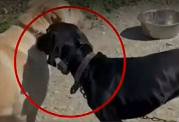 σκύλος Κρήτη