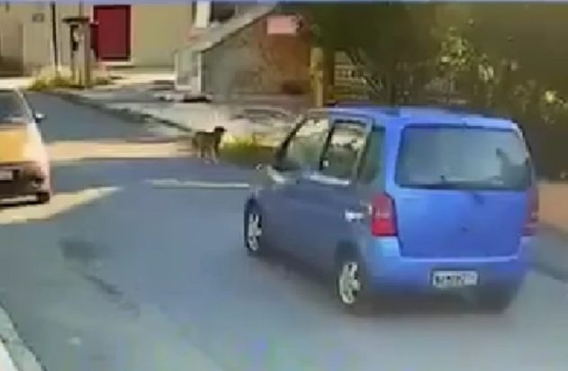 σκύλος Θεσσαλονίκη