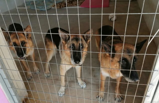 Ξαρχάκος - σκυλιά