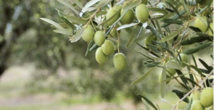 νεκρός στο χωράφι