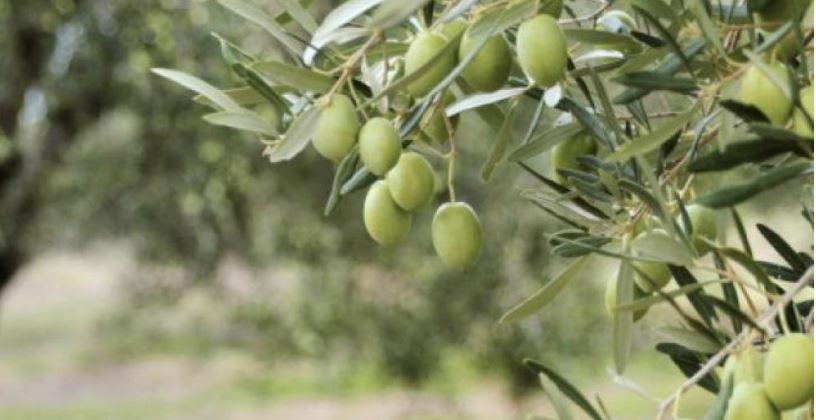 νεκρός στο χωράφι