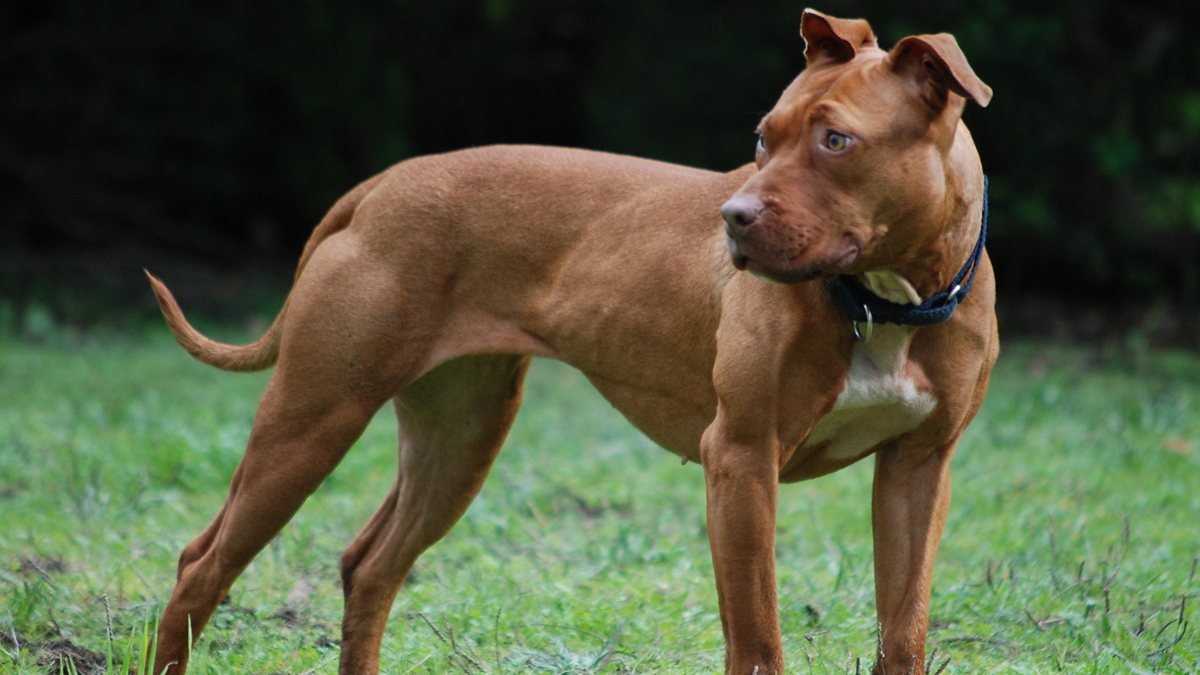 Αχαρνές: Πίτμπουλ κατασπάραξε σκύλο μπροστά σε δύο μικρά παιδιά