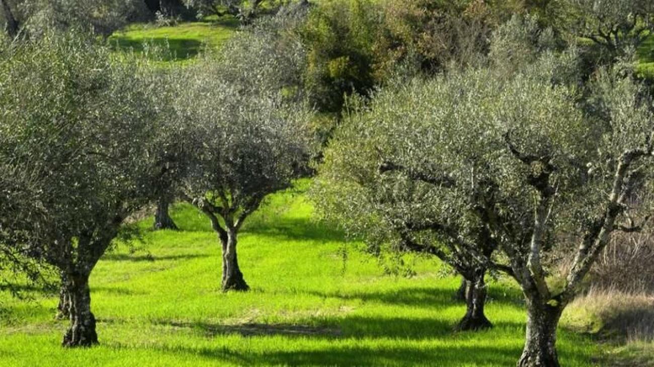 Τραγωδία στο Ηράκλειο: 55χρονος πέθανε ενώ ράβδιζε ελιές