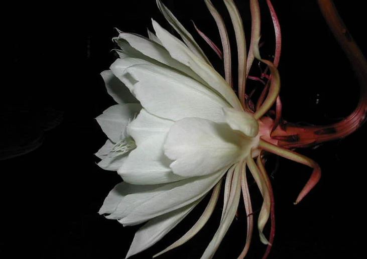 Βασίλισσα της νύχτας