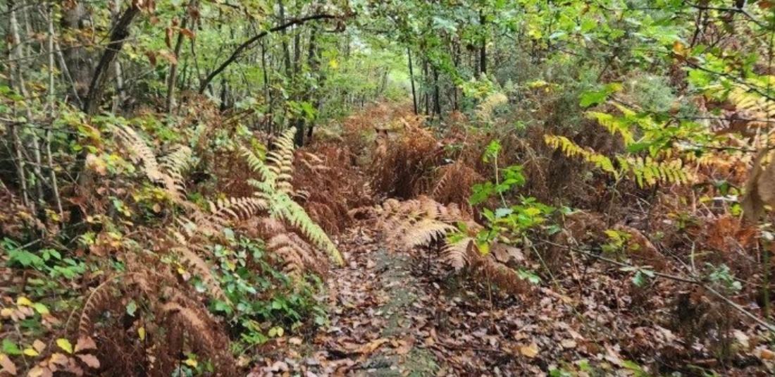 οπτική ψευδαίσθηση