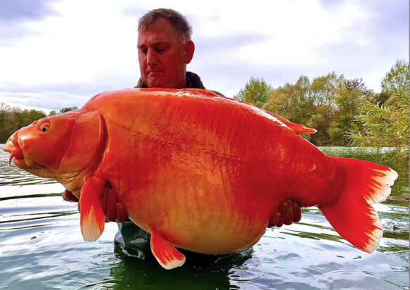 Έπιασε χρυσόψαρο 32 κιλών