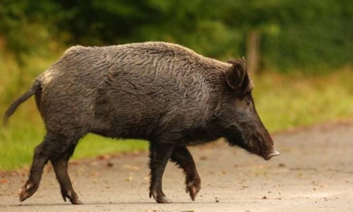 αγριογούρουνο
