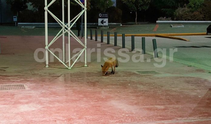 αλεπού στη Λάρισα