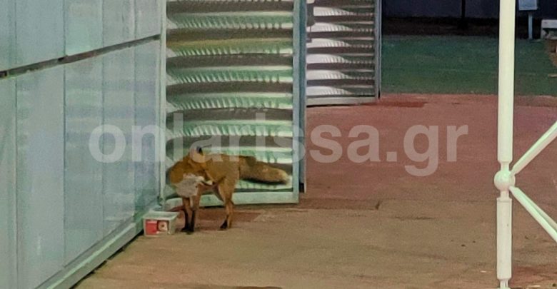 Αλεπού στη Λάρισα