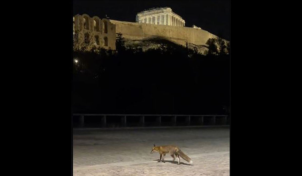 Αλεπού έκανε βόλτες κάτω από την Ακρόπολη