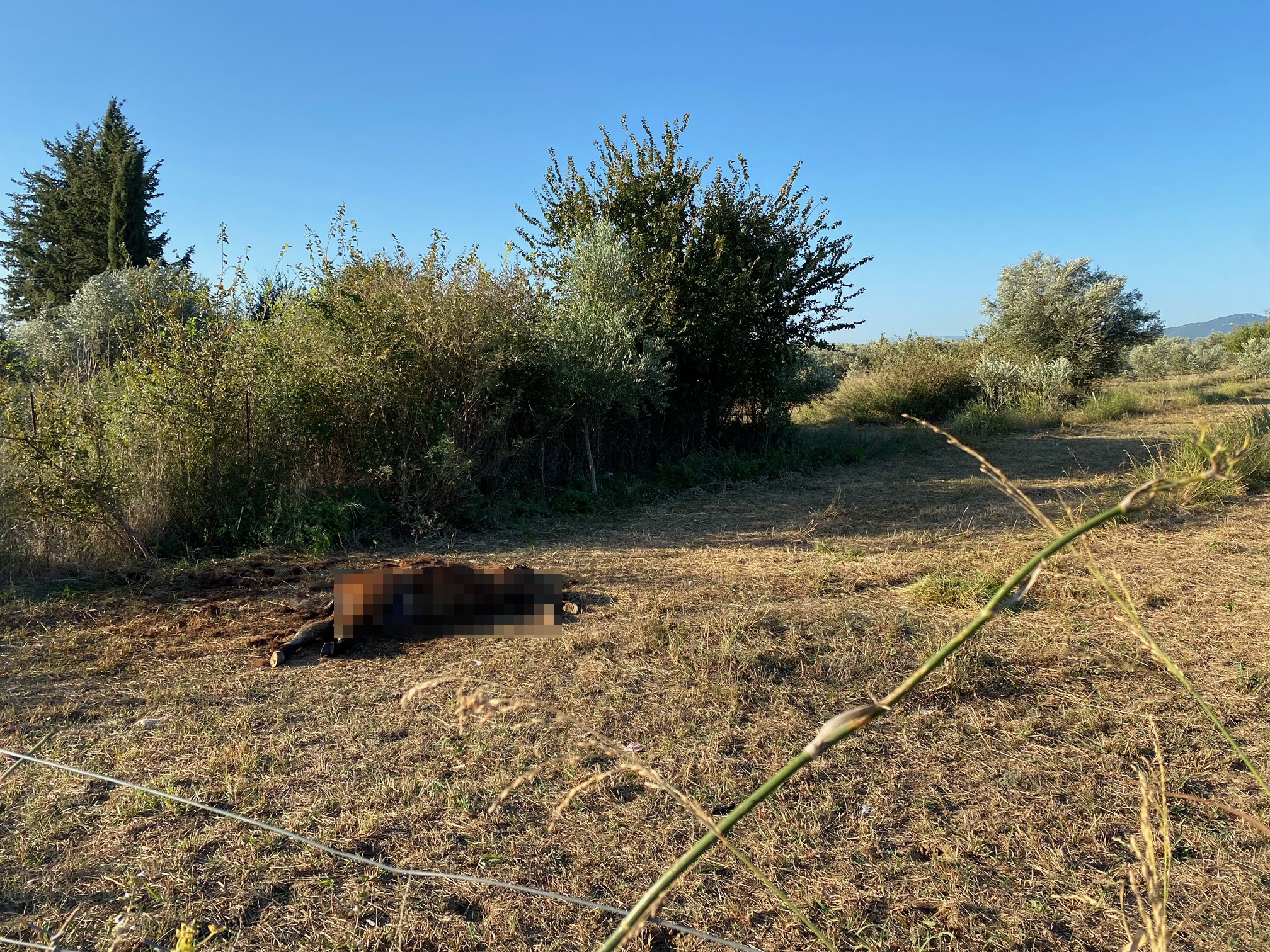 Αλογα Λεπενού