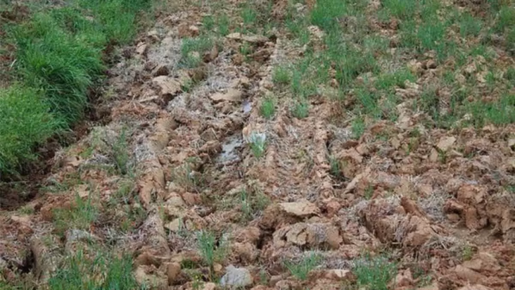 γάτα οπτική ψευδαίσθηση