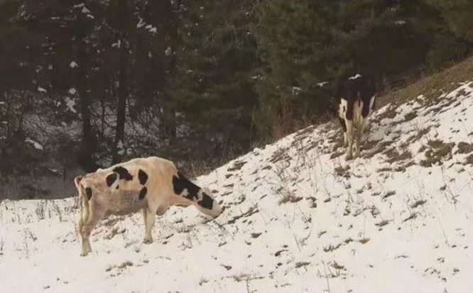 Αγελάδες στο Κεμπέκ