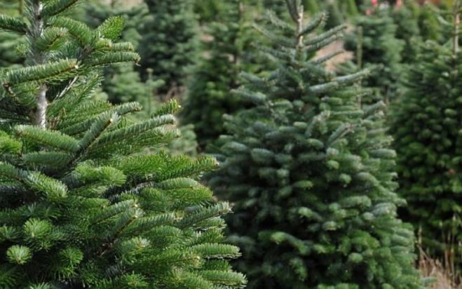 έλατα- Χαλκιδική