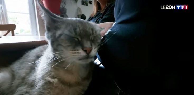 γάτα Γαλλία