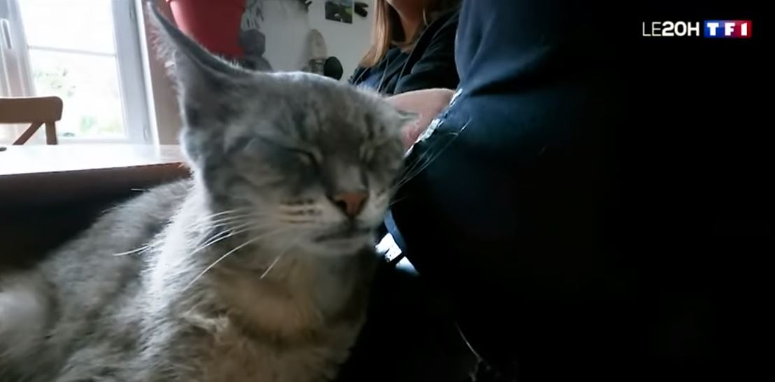 γάτα Γαλλία