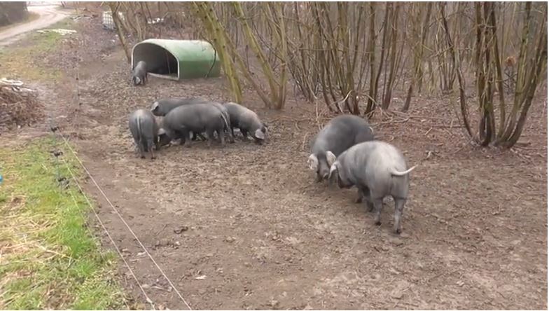 Όταν τα γουρούνια… τσακώνονται – Η έρευνα για τα έξυπνα αυτά ζώα που εκπλήσσει