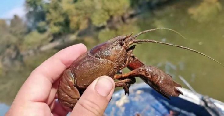 καραβίδες στον Πηνειό