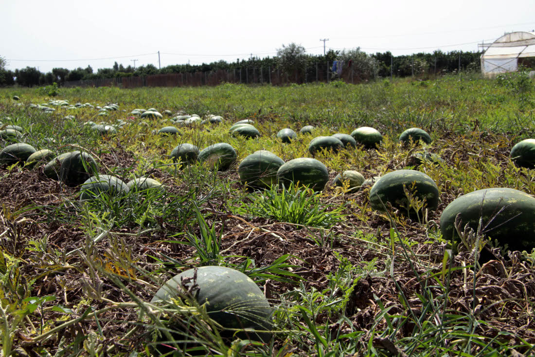 καρπούζια καλλιέργεια